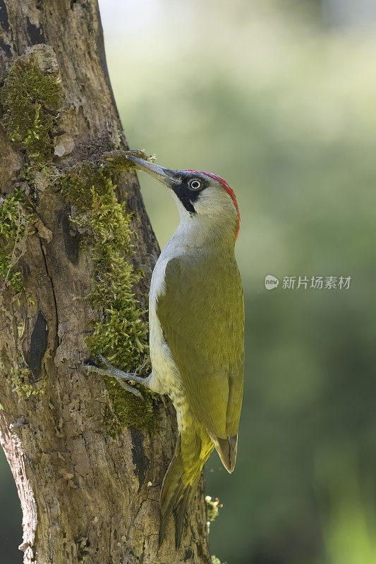 绿啄木鸟(Picus viridis)